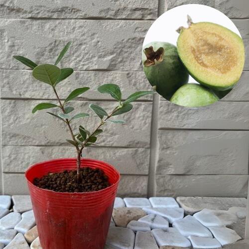 楽天市場】フェイジョア アポロ 3.5号ポット 挿木2年生 苗木 : エス