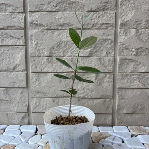 フェイジョア　ジェミニ/425 フェイジョア ジェミニ/425