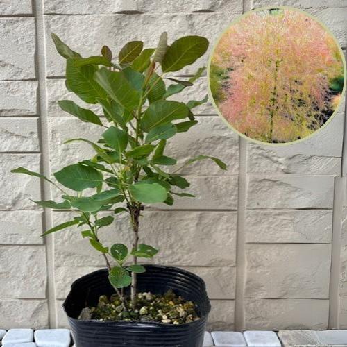楽天市場】フェイジョア リサ(R)アントワネット 4号ポット 挿し木苗
