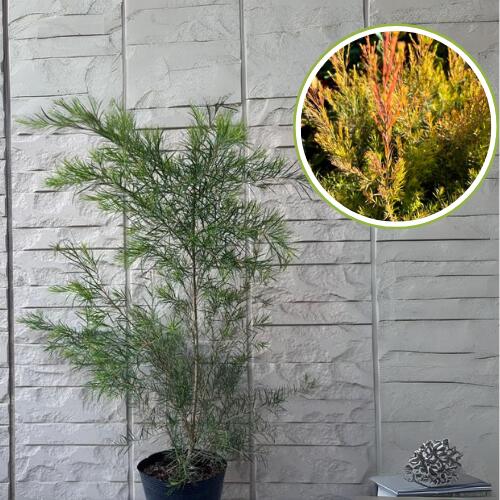 楽天市場】タイサンボク ケイパレス 苗木 3.5号ポット 挿し木苗 苗木