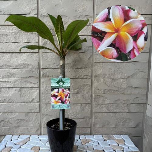 楽天市場】プルメリア ピンクレインボー 3.5号ポット苗 苗木