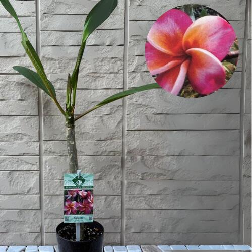 楽天市場】プルメリア ジェイ105 4号ポット苗 : エスフルール