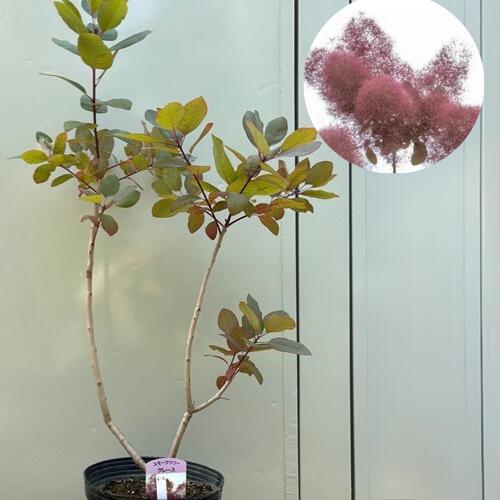 楽天市場】【楽天お買い物マラソン】スモークツリー ヤングレディー