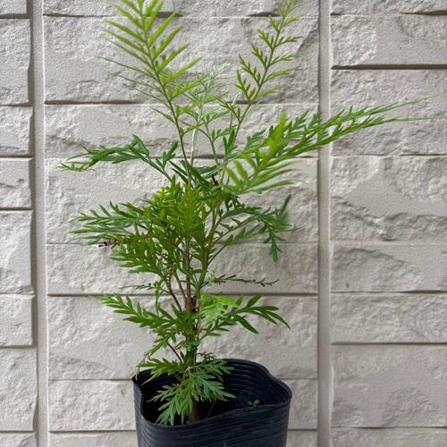 楽天市場】グレビレア ロブスタ 5寸ポット植え 苗 苗木 庭木 オージー