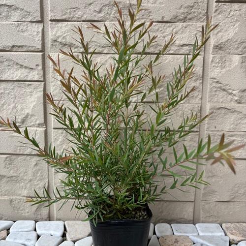 楽天市場】斑入り ヘンリーヅタ バリエガータ 2.5〜3号ポット苗 寄せ