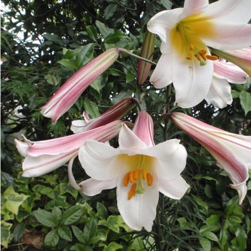 楽天市場】シャンデリアリリー 【ピンクフライト】 ユリの球根 （2球