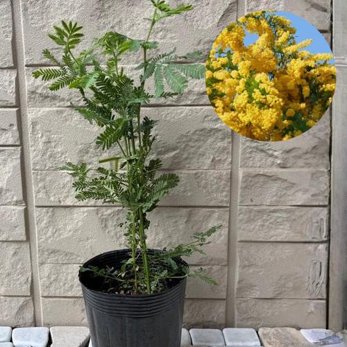 楽天市場】アカシアの木 （四季咲きミモザ） 【デアネイ】 3.5号ポット
