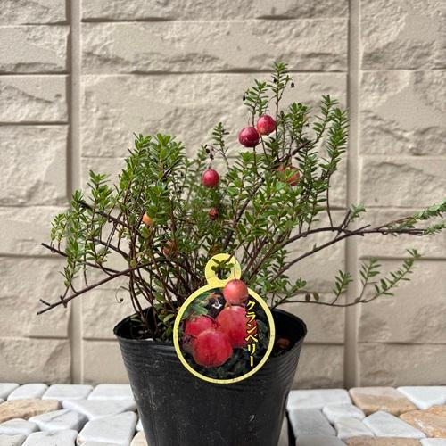 楽天市場】パープルクランベリー 苗 9cmポット 大紫コケモモ