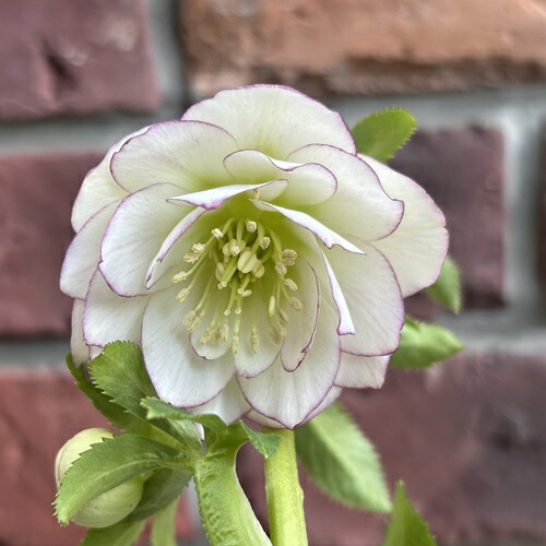 楽天市場】吉田交配 クリスマスローズ゛ ダブル特選ミックス大株苗