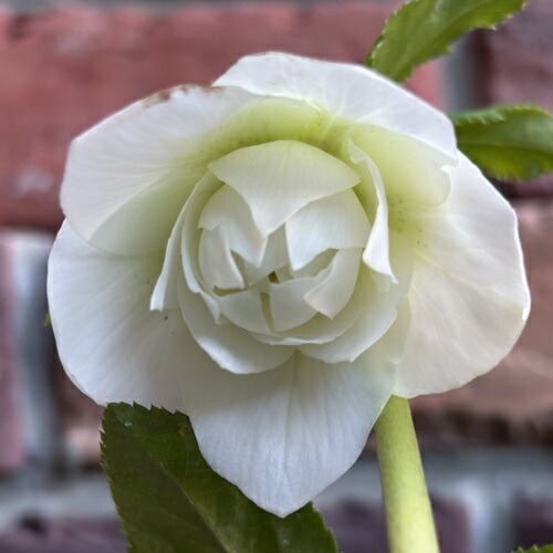 楽天市場】吉田交配 クリスマスローズ゛ ダブル特選ミックス大株苗