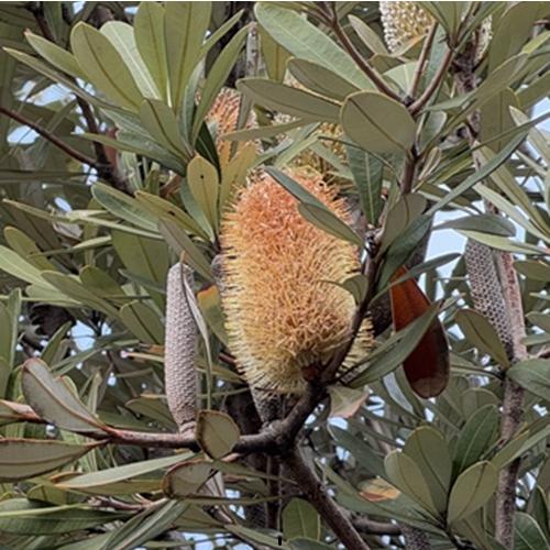 楽天市場】【楽天スーパーセール】レウコフィルム フルテスケンス 3号