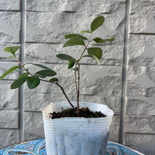 フェイジョア　ジェミニ/425 フェイジョア ジェミニ/425 - メルカリ