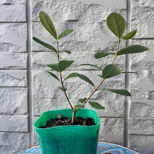 楽天市場】フェイジョア ジェミニ 3.5号ポット 挿木1年生 苗木 : エス