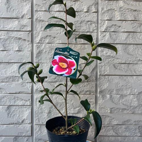 楽天市場】椿（ツバキ）御国の誉 苗木 5号(g4-3) : 千草園芸