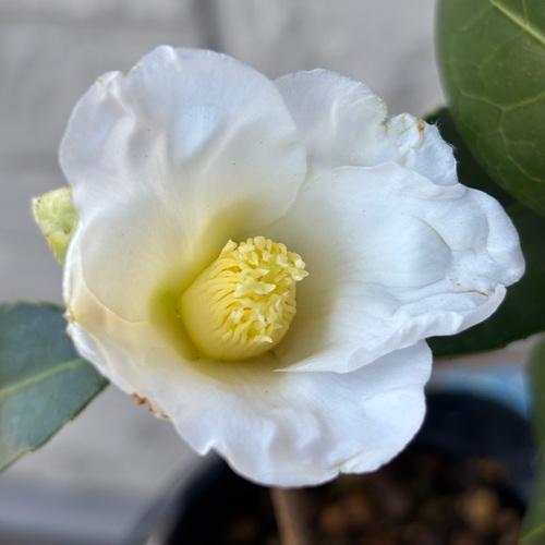 白ワビスケ　侘助 楽天市場】椿（ツバキ） 湊晨侘助（ソウシンワビスケ）苗木 8号（g05-3