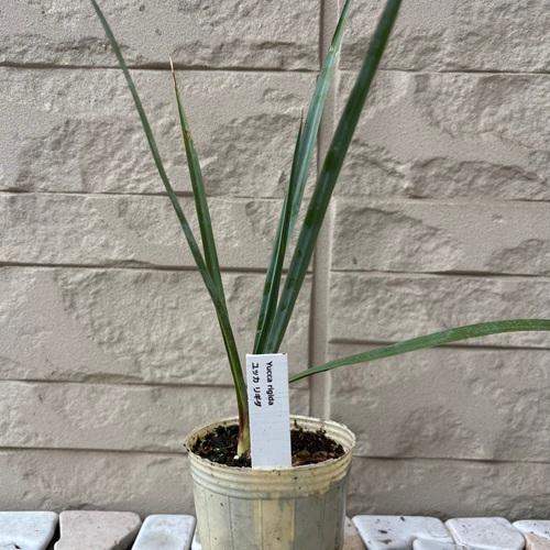 #69 ユッカリギダ Yucca rigida （発根済） 69 ユッカリギダ Yucca rigida （発根済） 69 ユッカリギダ Yucca