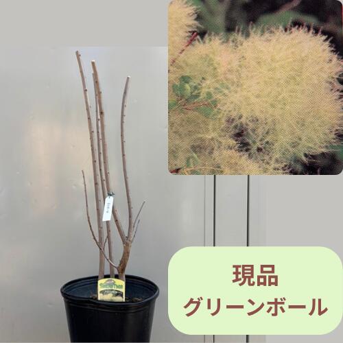 【現品324-4】スモークツリー グリーンボール 8号ポット苗 8,030円
