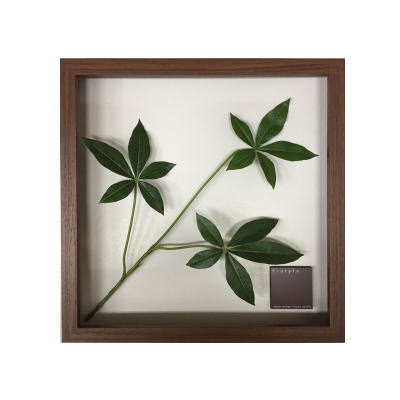 楽天市場 F Style Frame Pachira Glabra リーフパネル エフスタイルフレーム パキラ グラブラ グラスアート屋