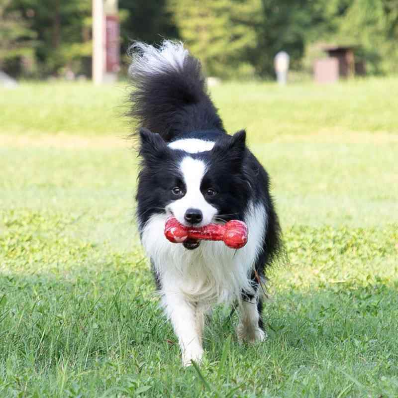 犬用おもちゃ 発声おもちゃ 骨型 噛むおもちゃ 歯磨き 清潔 ゴールデンレトリバー 向け 耐久性 耐摩耗性 TPR