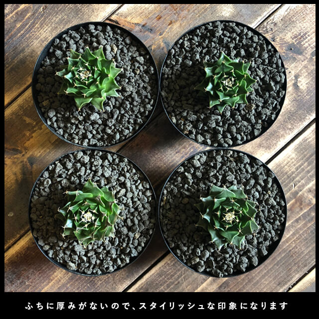 楽天市場 黒 植木鉢 ブラックアイアンポット 9cm 4 5cm ナノボウル 3号 鉄 Iron シャロー 浅鉢 お椀型 小さい 塊根 多肉 シンプル おしゃれ ツヤなし マット ヴィンテージ 軽い インダストリアル コーデックス 西海岸 コンパクト ブラックポット Caudex アイアンポット