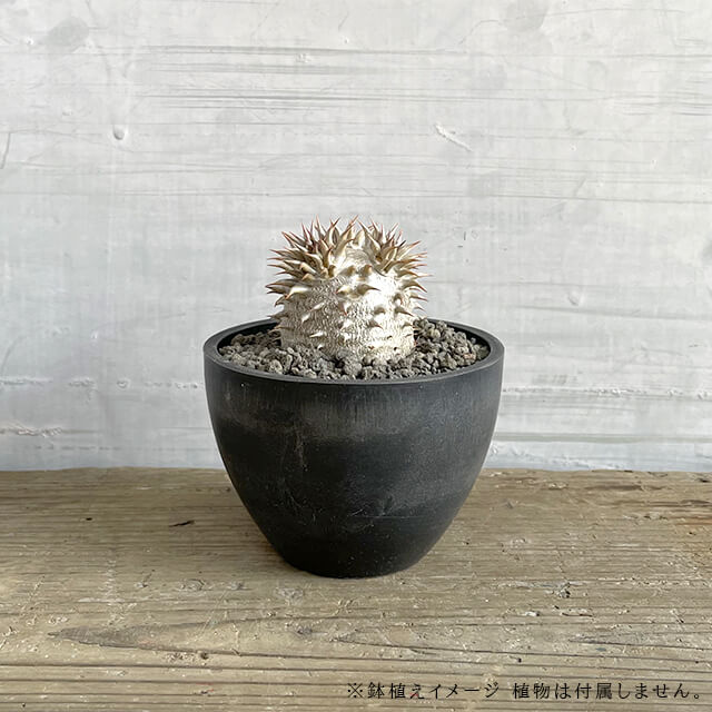 128円 【在庫あり】 BLACK PLASTIC POT9cm×6.5cm 黒 プラ鉢 3号 植木鉢 ブラックポット