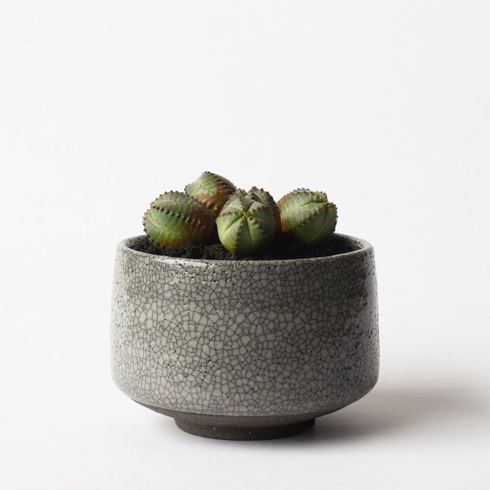 楽天市場】美濃焼 MATCHA-POT【 Bronze 】φ12×H8cm植木鉢 受皿付 4号 シンプル 陶器 おしゃれ インテリア 室内 個性的  筒型 シリンダー 塊根 コーデックス サボテン 観葉植物 多肉 アガベ モダン 盆栽 和風 苔 松柏 雑木 実もの 山野草 無骨 ブロンズ釉 浅鉢 :