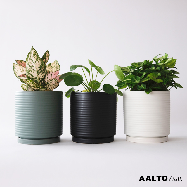 楽天市場】AALTO【 tall 】15cm×15cm 植木鉢 受皿付 5号 シンプル 陶器