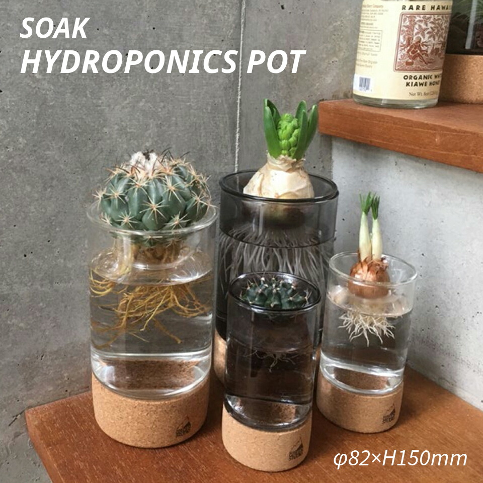 楽天市場】SOAK ハイドロポニクスポット 水耕栽培 球根 ヒヤシンス