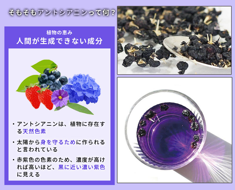 貴重なチベット産ブラックゴジベリーを国内で濃縮エキス化 ブラックゴジベリーサプリメント 黒枸杞 黒クコ クコの実 サプリ スマホ パソコン 目 眼 疲れ アントシアニン 女性 紫外線 ビタミン 【特価】 貴重なチベット産ブラックゴジベリーを国内で濃縮エキス化 ブラックゴジベリーサプリメント 黒枸杞 黒クコ クコの実 サプリ スマホ パソコン 目 眼 疲れ アントシアニン 女性 紫外線 ビタミン 【特価】