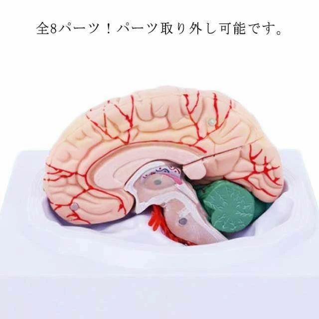 脳 模型 立体 脳モデル 勉強 脳解剖模型 仕組み 断面図 断面 解剖 脳みそ 頭蓋骨 図鑑 大脳 脳模型 医学 人体模型 高性能 医療 全8パーツ取り外し可能! 神経学 医師 医学生 全8パーツ取り外し可能! テスト 学習