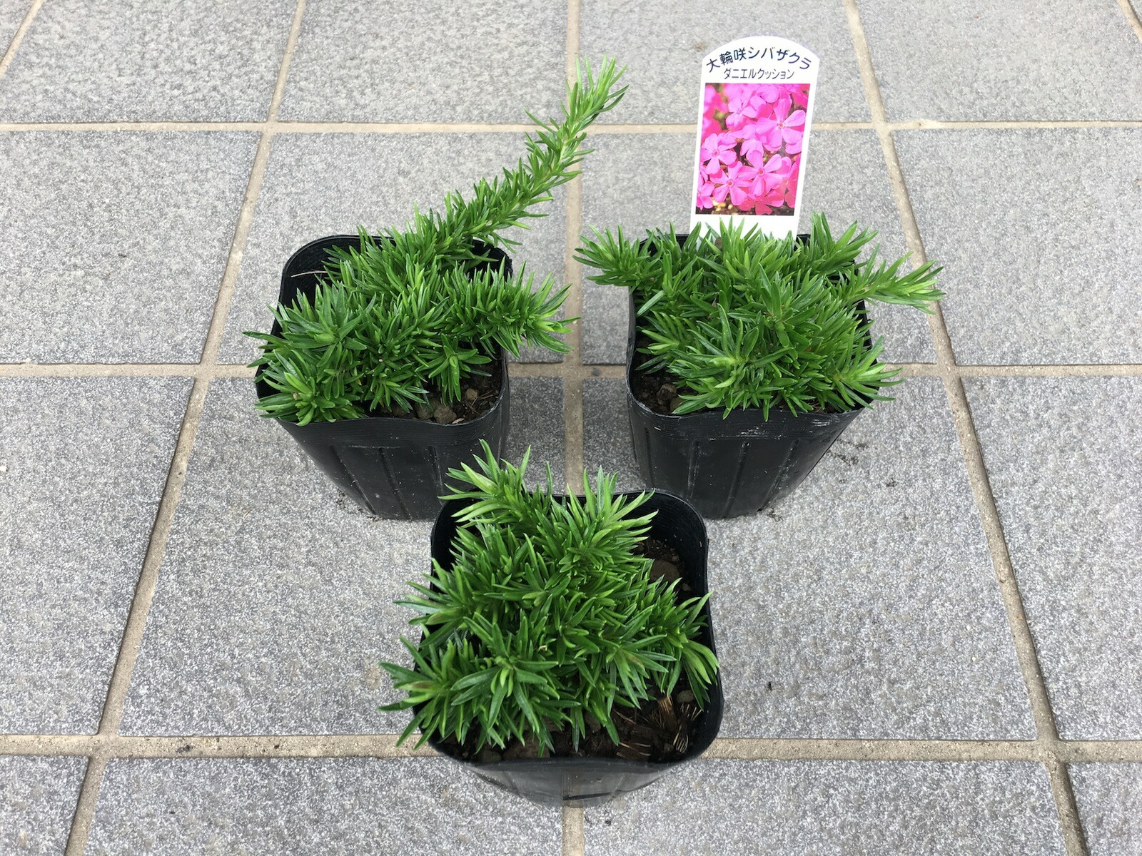 楽天市場 芝桜 シバザクラ ダニエルクッション 10株セット 鮮やかなピンクの花 9センチ3号ポット 芝桜専門店なので高品質 最安値 春 ガーデニング 植え付け 植栽 適期 芝桜の店 Piccolo Fiore 楽天市場 芝桜 シバザクラ ダニエルクッション 10株セット 鮮やかなピンクの花 9センチ3号ポット 芝桜専門店なので高品質 最安値 春 ガーデニング 植え付け 植栽 適期 芝桜の店 Piccolo Fiore