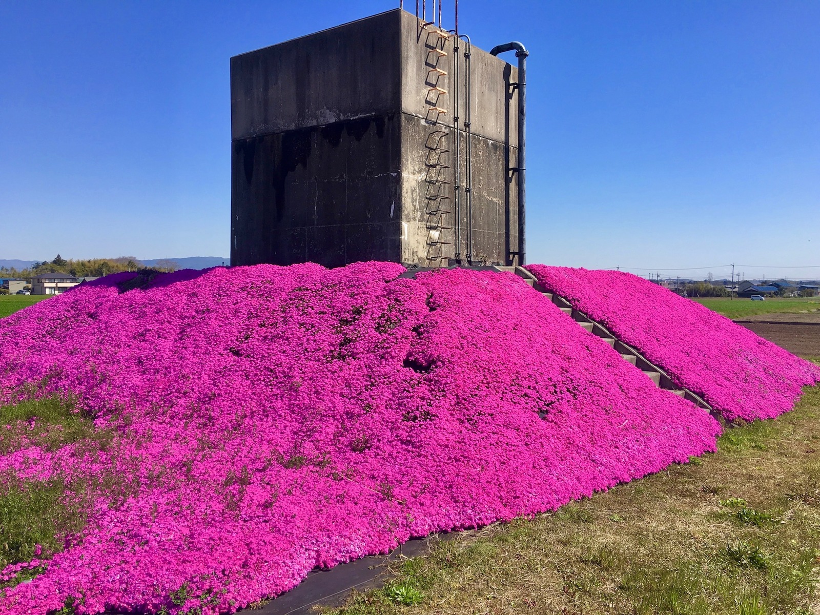 楽天市場 芝桜 ダニエルクッション 40株 9センチ3号ポット 高品質 低価格 レビューを書いて芝桜に良い特典あり 秋 ガーデニング 植え付け 植栽 適期 芝桜の店 Piccolo Fiore 楽天市場 芝桜 ダニエルクッション 40株 9センチ3号ポット 高品質 低価格 レビューを書いて芝桜に良い特典あり 秋 ガーデニング 植え付け 植栽 適期 芝桜の店 Piccolo Fiore