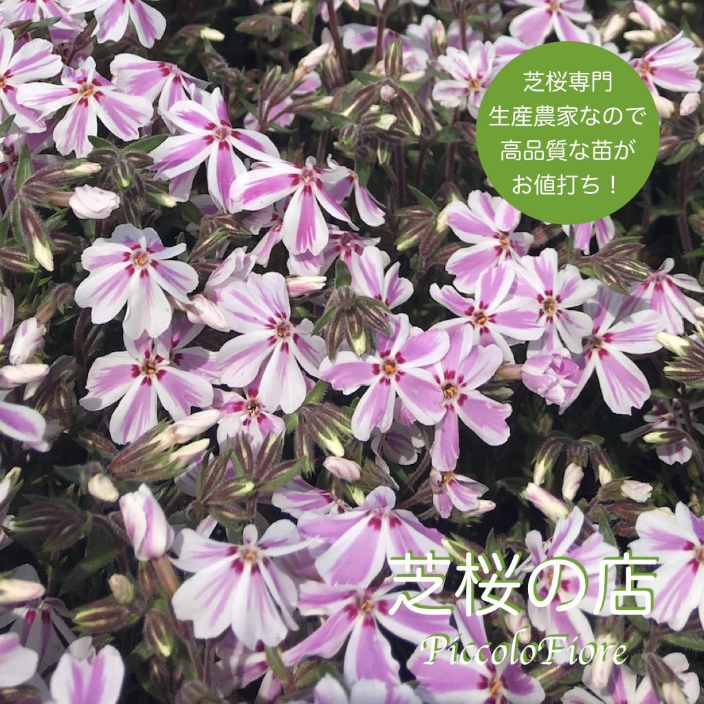 楽天市場 芝桜 シバザクラ キャンディストライプ 多摩の流れ 80株セット 送料無料 北海道 沖縄県 離島は別途必要になります 9センチ３号ポット レビューを書いて特典肥料あり 芝桜専門店なので高品質 最安値 春 秋 ガーデニング 芝桜の店 Piccolo