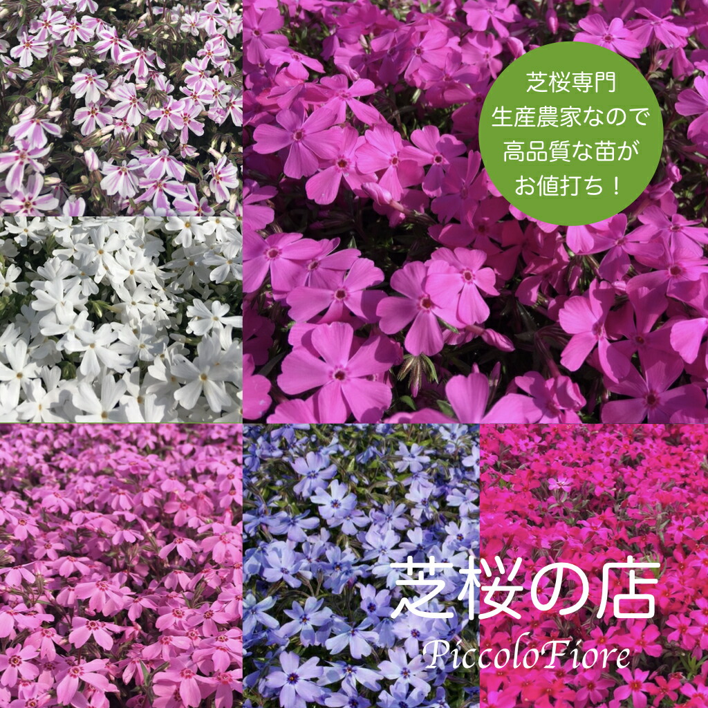 芝桜 一般受け ６類概念の中から３類概念を40株づつ選べる、足し加える120株 お得 仕掛ける！ 貨物輸送無料（沖縄県 離島は別途已むを得ず）文芸批評を書いて芝桜に好いたらしい排他的権利肥やしあり！ 高品質 最安値 ガーデニング 地べた押しかぶせる 下草 庭 雑草打つ手 花苗 春 多年草 御花 差し上げ物 シバザクラ 売りわたす