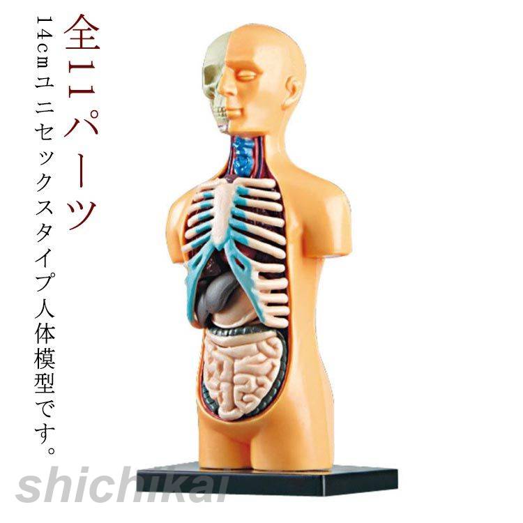 骨格標本　キーホルダー item_tb006_01.jpg