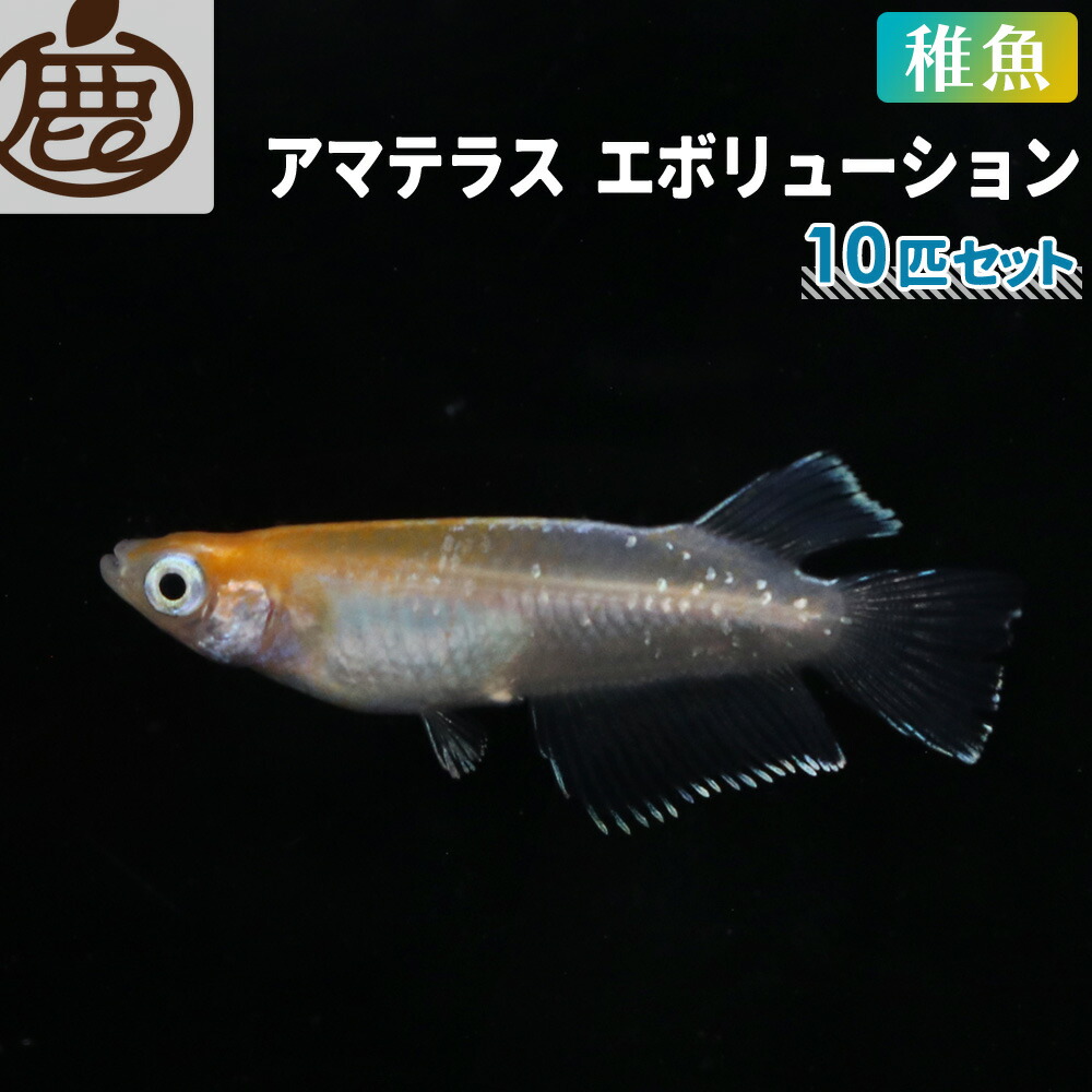 楽天市場】アマテラスエボリューション メダカ 若魚（2cm～2.5cm） セット 10匹 【 送料無料 めだか アマテラスメダカ アマテラス エボリューションメダカ メダカ販売 天照 生体 】 : 池田鹿蔵農園 有田みかん ジュース