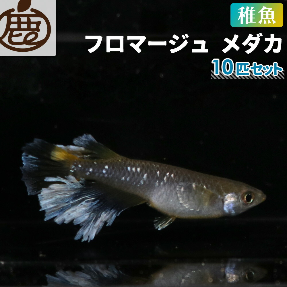 ハピネスめだか ミッドナイトフリル漆黒 7匹 若魚(めだか)｜売買されたオークション情報、yahooの商品情報をアーカイブ公開 - オークファン 川魚