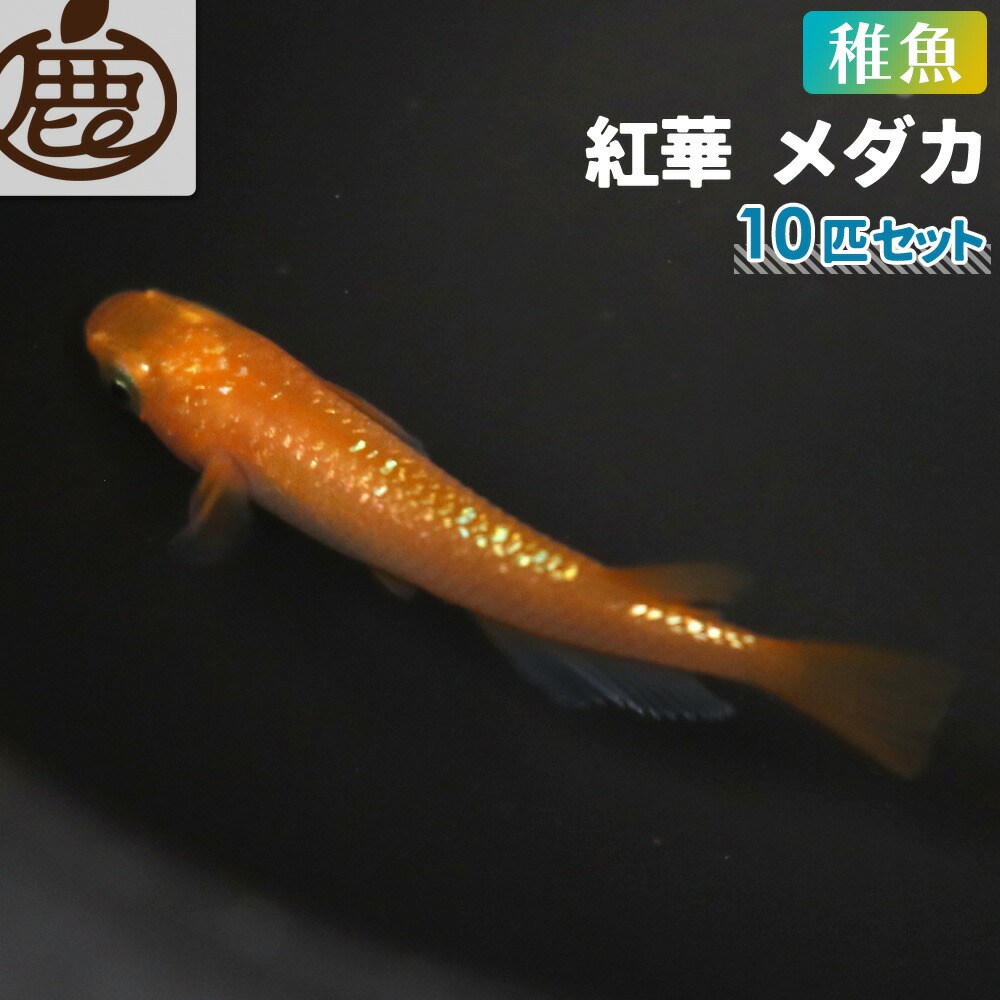 楽天市場】マリアージュキッシングワイドフィンエメラルドフィンタイプ メダカ 若魚 （2cm～2.5cm） 3ペア ( オス3匹 メス3匹 計6匹  セット ) 【 送料無料 めだか マリアージュ メダカ販売 エメキン 生体 】 : 池田鹿蔵農園 有田みかん ジュース