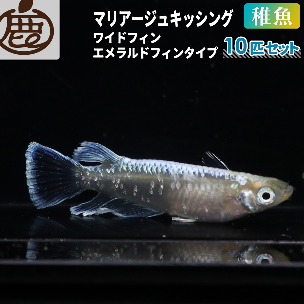 楽天市場】メダカ マリアージュロングフィン 稚魚 未選別 セット 10匹 【 送料無料 めだか 青白 光沢 背ビレ 尻ビレ フサ メダカ販売 生体 】  : 池田鹿蔵農園 有田みかん ジュース