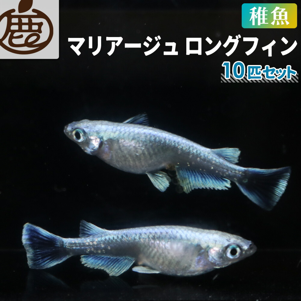 楽天市場】マリアージュキッシングワイドフィンエメラルドフィンタイプ メダカ 稚魚 未選別 セット 10匹 【 送料無料 めだか マリアージュ キッシングワイドフィンエメラルドフィンタイプ メダカ販売 エメキン 生体 】 : 池田鹿蔵農園 有田みかん ジュース