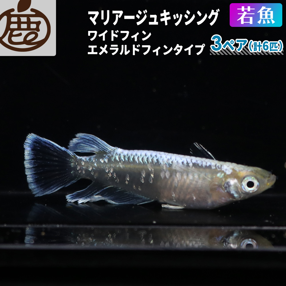 楽天市場】メダカ マリアージュロングフィン 稚魚 未選別 セット 10匹 【 送料無料 めだか 青白 光沢 背ビレ 尻ビレ フサ メダカ販売 生体 】  : 池田鹿蔵農園 有田みかん ジュース