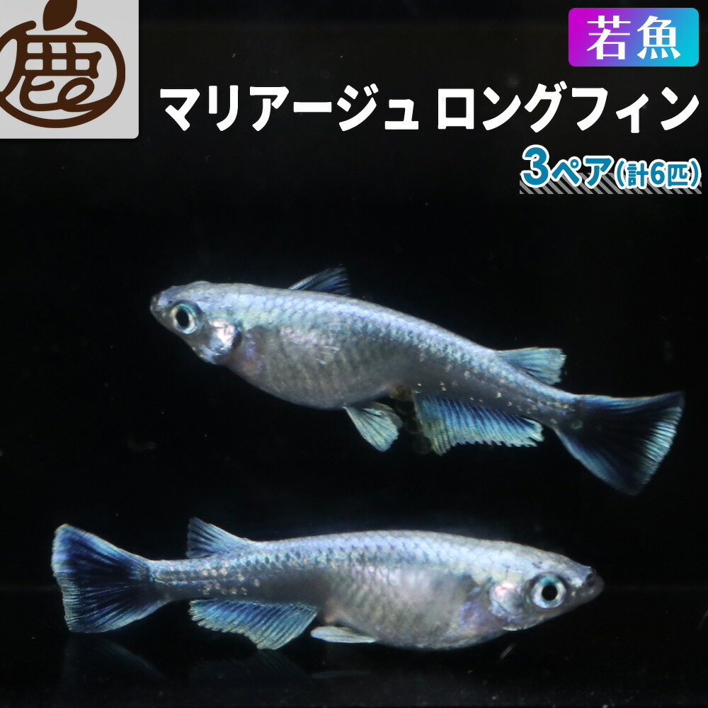 【楽天市場】メダカ マリアージュロングフィン 稚魚 未選別 セット 10匹 【 送料無料 めだか 青白 光沢 背ビレ 尻ビレ フサ メダカ販売 生体  】 : 池田鹿蔵農園 有田みかん ジュース