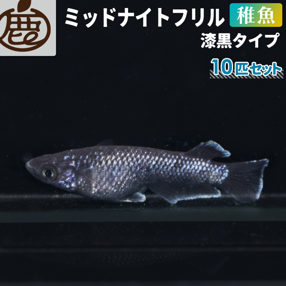 楽天市場】マリアージュキッシングワイドフィンエメラルドフィンタイプ メダカ 若魚 （2cm～2.5cm） 3ペア ( オス3匹 メス3匹 計6匹  セット ) 【 送料無料 めだか マリアージュ メダカ販売 エメキン 生体 】 : 池田鹿蔵農園 有田みかん ジュース