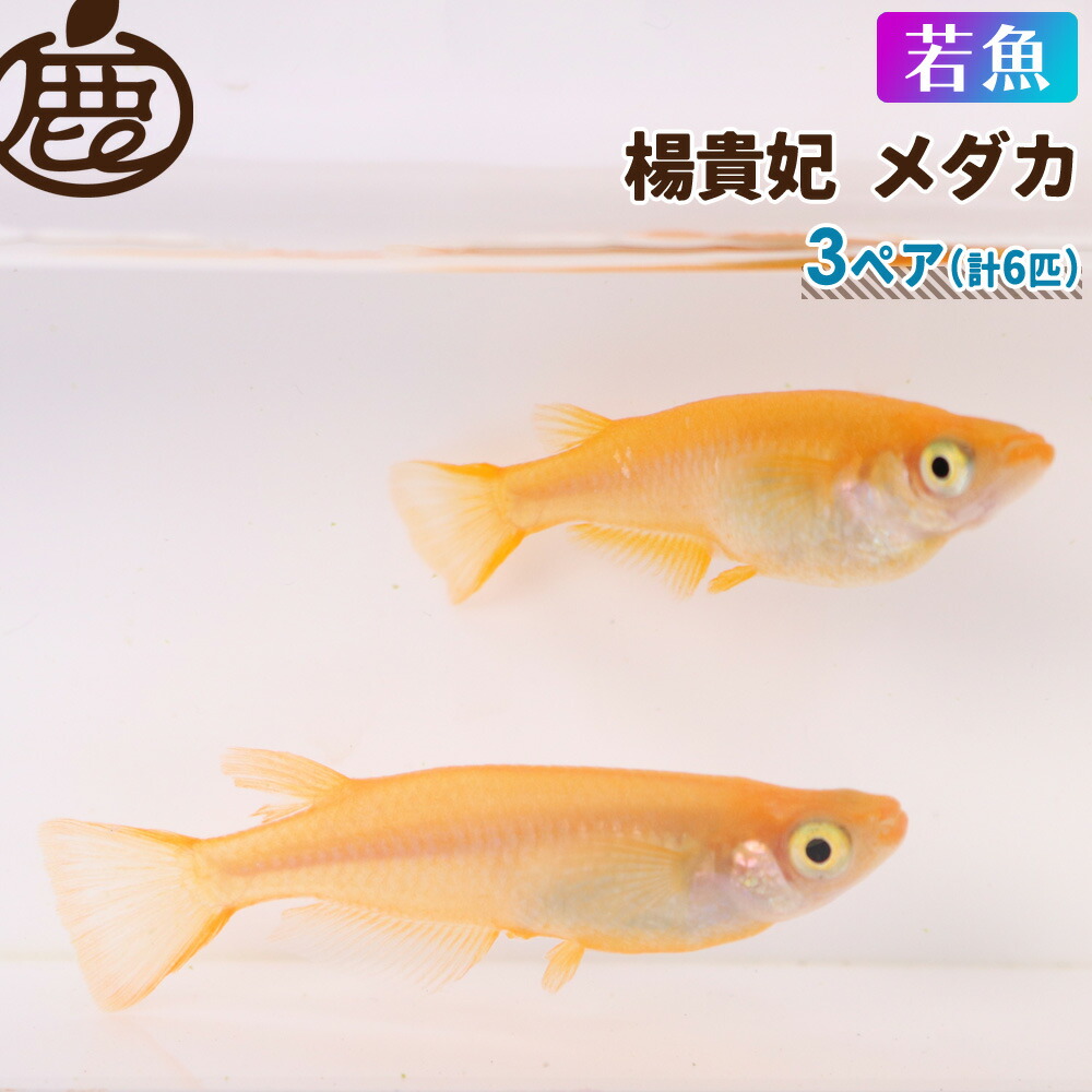 楽天市場】マリアージュキッシングワイドフィンエメラルドフィンタイプ メダカ 若魚 （2cm～2.5cm） 3ペア ( オス3匹 メス3匹 計6匹  セット ) 【 送料無料 めだか マリアージュ メダカ販売 エメキン 生体 】 : 池田鹿蔵農園 有田みかん ジュース