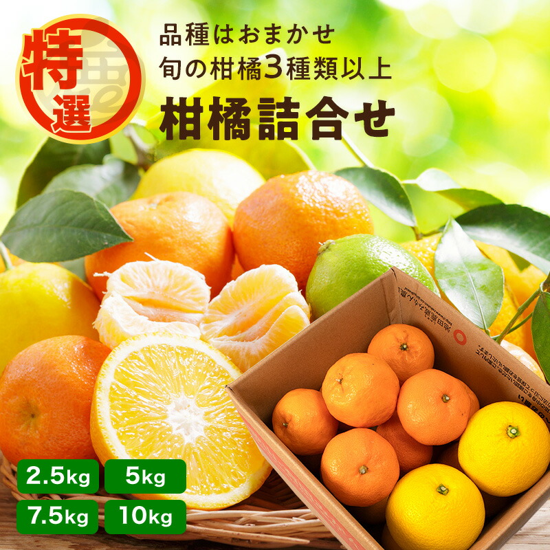 特選 柑橘 詰合せ 2.5kg ~ 10kg 送料無料 和歌山 旬の柑橘 フルーツ 詰め合わせ セット 品種おまかせ3種類以上 みかん はっさく カラマンダリン など 贈答 ギフト