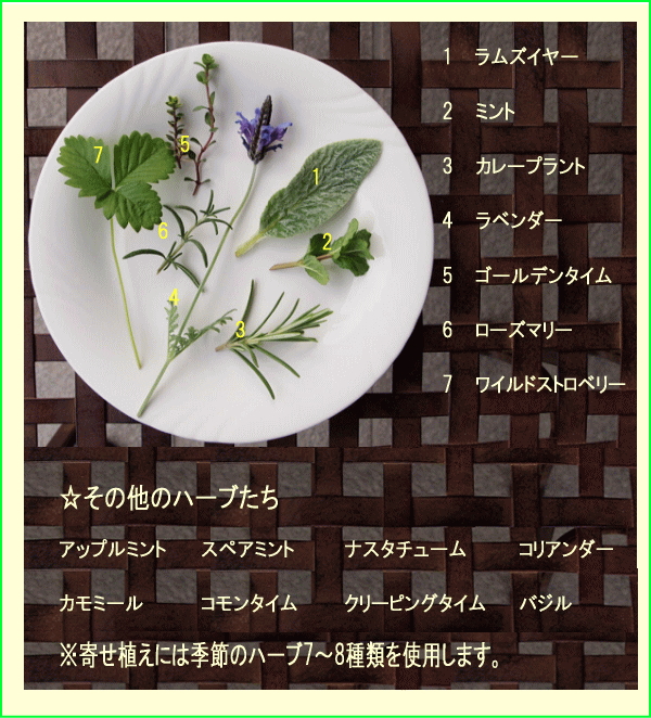 当店人気 寄せ植え 平和の象徴オリーブの木をシンボルに 鉢花 送料無料 花 観葉植物 New ギフト ご自宅用に オリーブ オリーブの木とハーブ香りの寄せ植え ガーデニングショップ四季の里