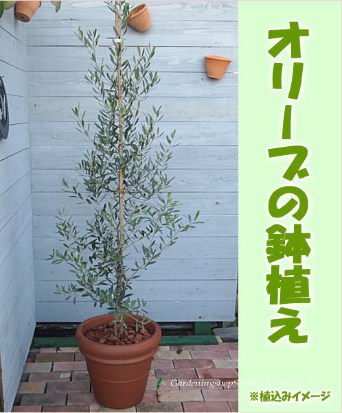 楽天市場 記念樹やシンボルツリーにオリーブ オリーブの鉢植え テラコッタ鉢 楽ギフ 包装 楽ギフ メッセ 楽ギフ メッセ入力 ガーデニングショップ四季の里 楽天市場 記念樹やシンボルツリーにオリーブ オリーブの鉢植え テラコッタ鉢 楽ギフ 包装 楽ギフ メッセ 楽ギフ メッセ入力 ガーデニングショップ四季の里