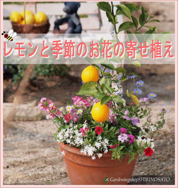 【ギフト●ご自宅用に】2019.9月現在・実付きレモンと季節のお花の寄せ植え