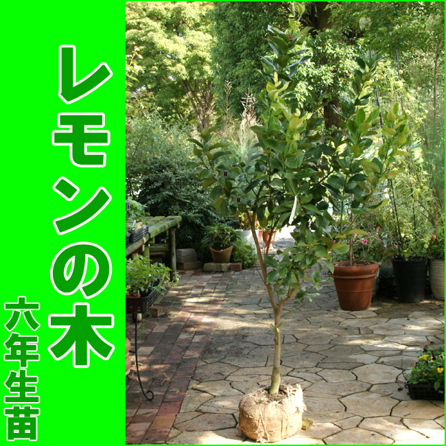 楽天市場 レモンの木 檸檬 れもん 樹高 1 3m内外 6年生大苗 21 1月撮影 ガーデニングショップ四季の里