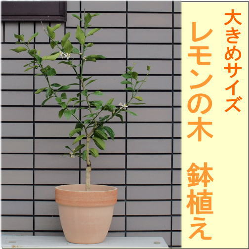 【送料無料】 大きめサイズ　レモンの木鉢植え/檸檬 マイヤーレモン 全体の高さ：1.2m内外
